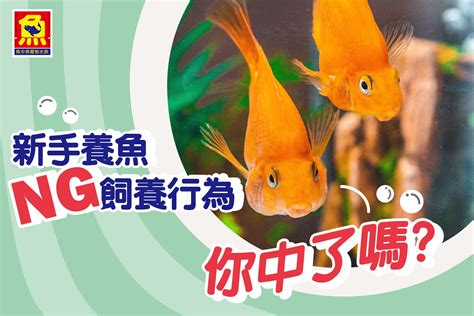 養魚|第一次養魚入門 新手飼養教學 – 寵物百科